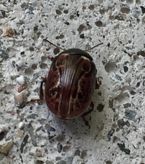 Leaf beetle