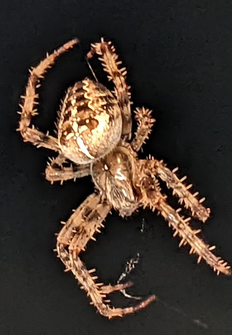 European garden spider
