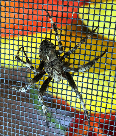 Orb weaving spider