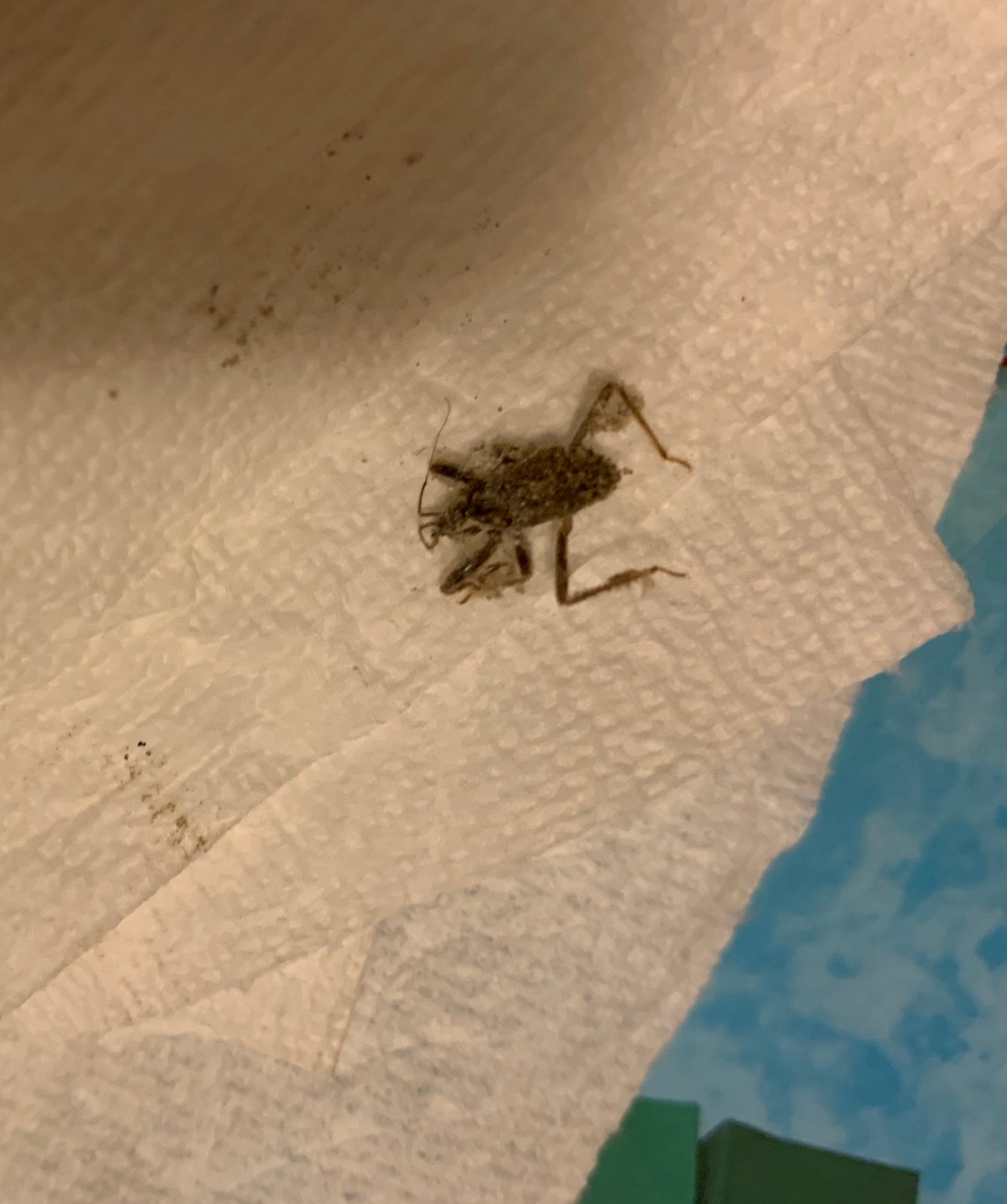Nymph of an assassin bug