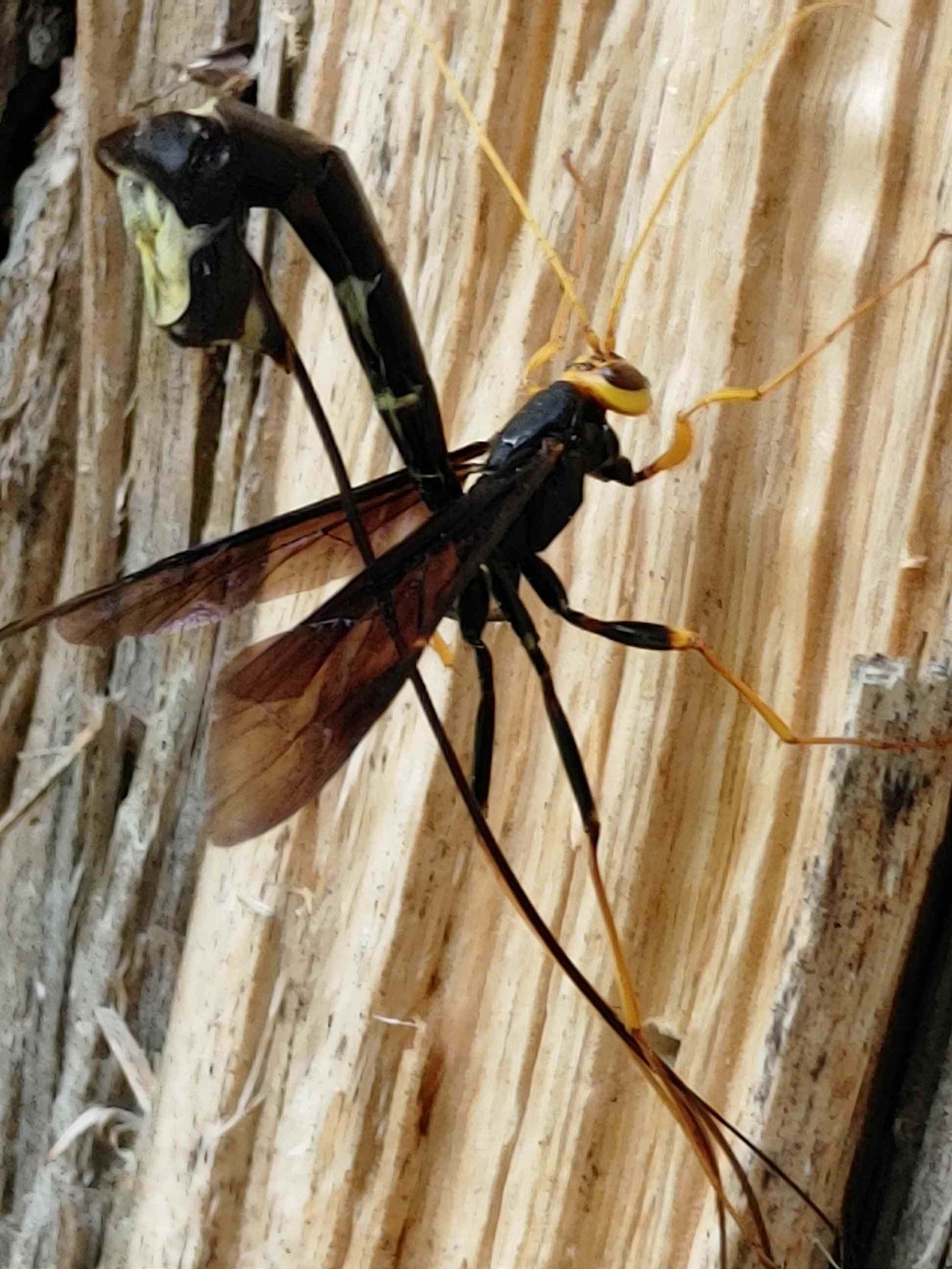 Giant ichneumon wasp