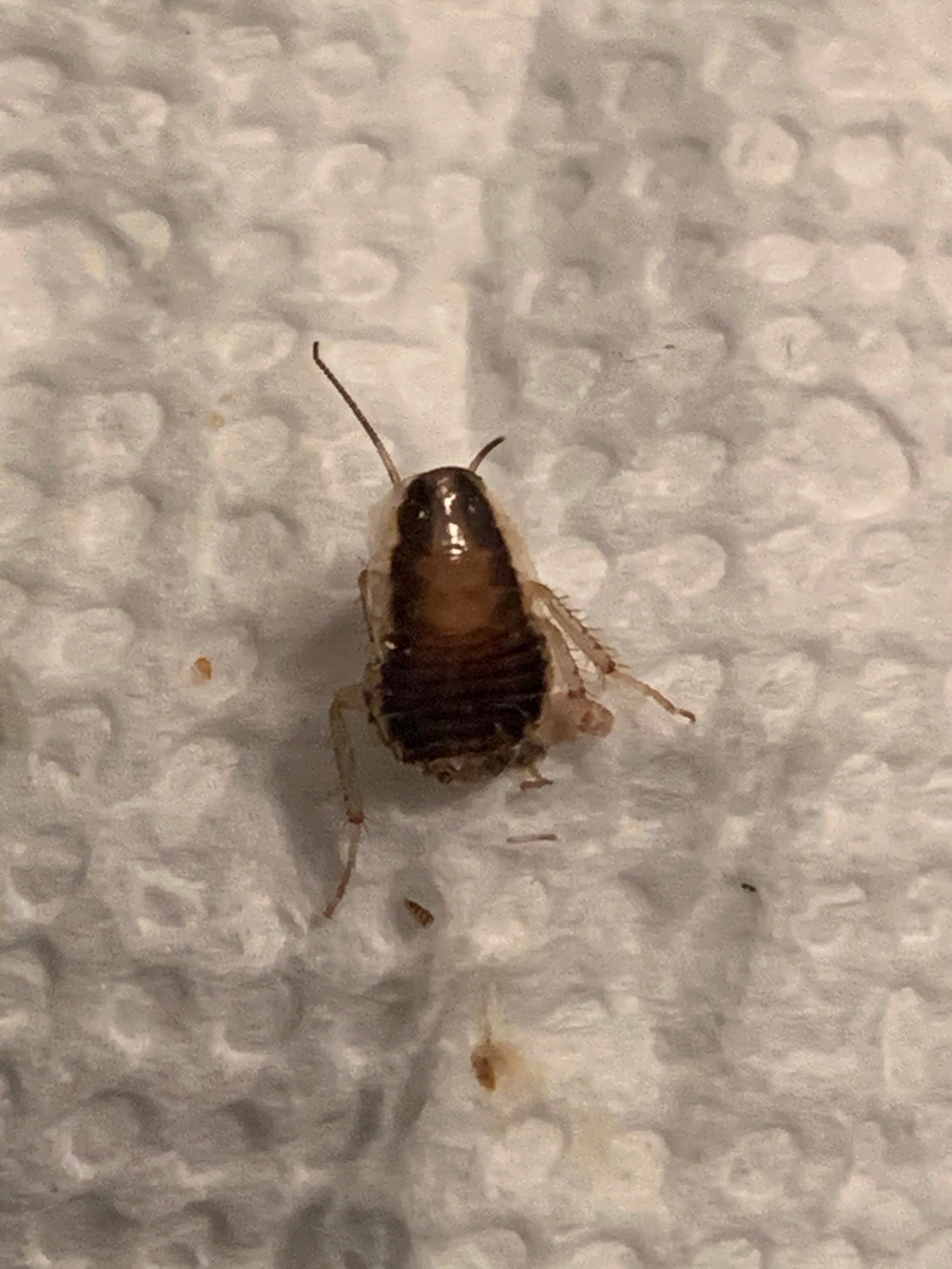 Nymph of a cockroach