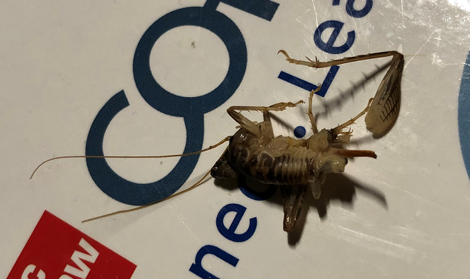 Camel/cave cricket