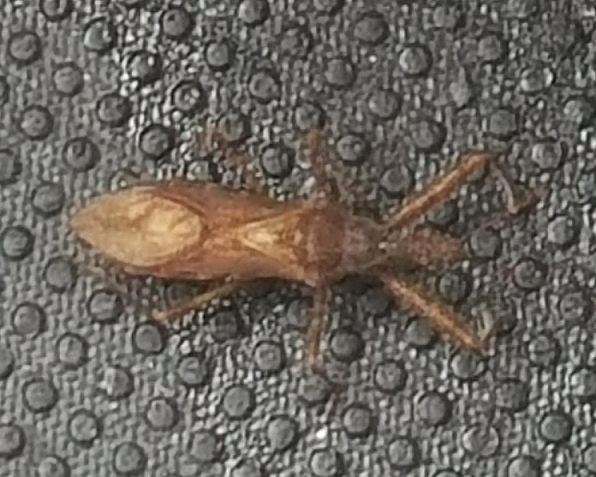Assassin bug