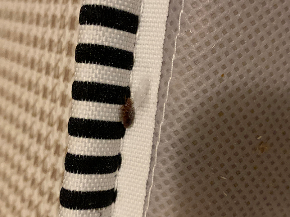 Bed bug