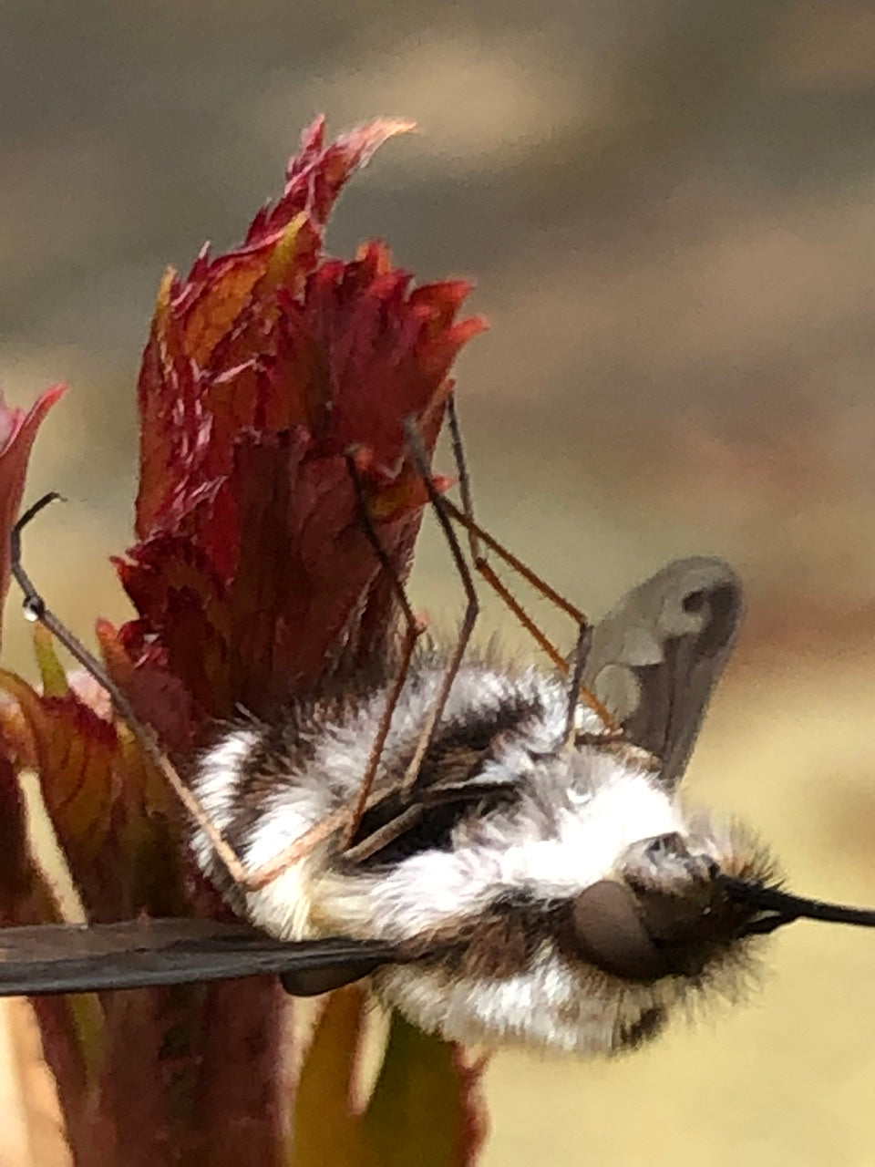 Bee fly