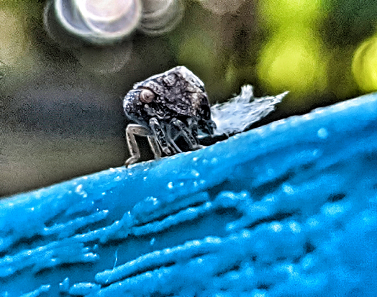 Nymph of a planthopper