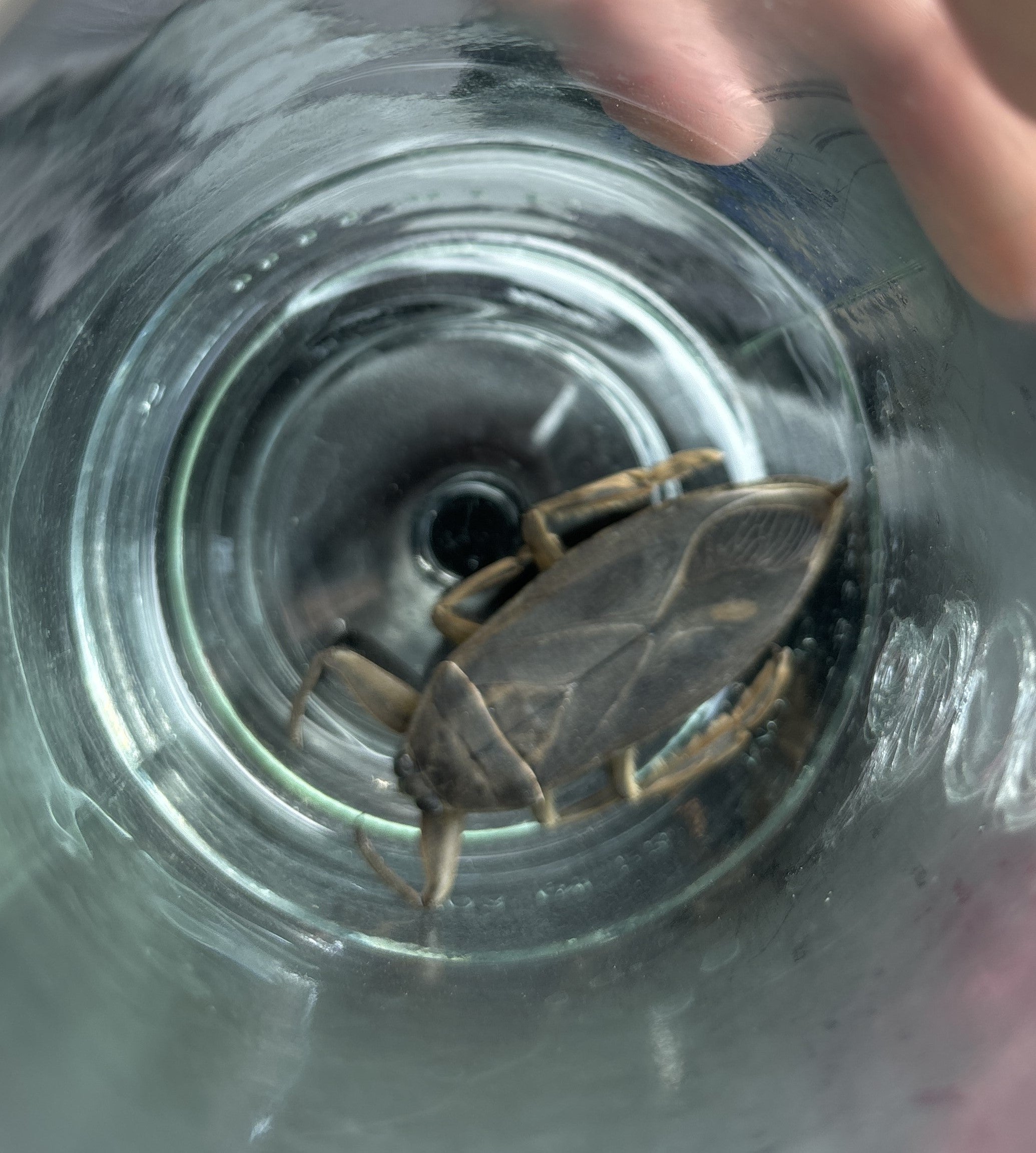 Giant water bug