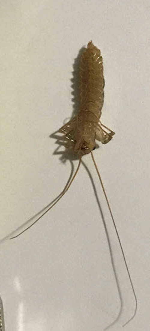 House centipede