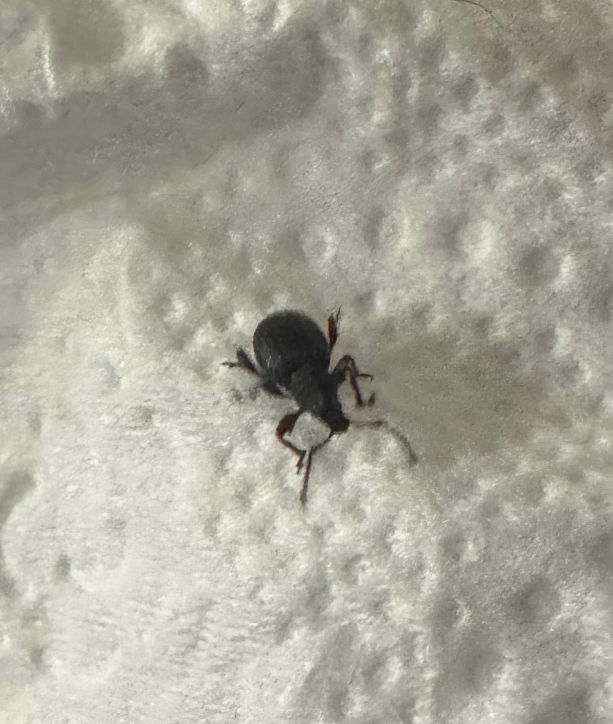 Broad-nosed/short-snouted weevil