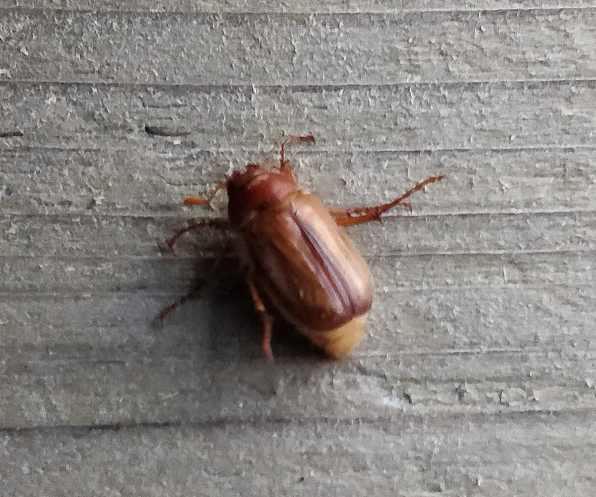 Scarab beetle