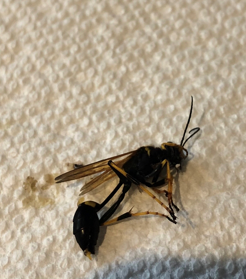 Sceliphron caementarium