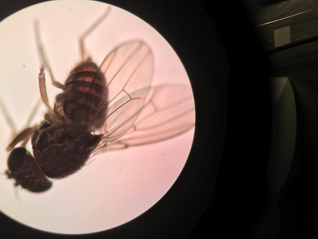 Pomace fly