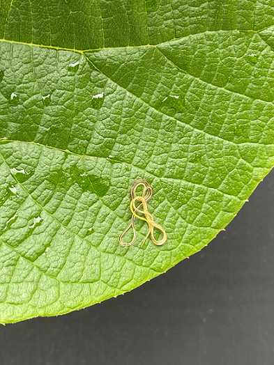 Parasitic nematodes