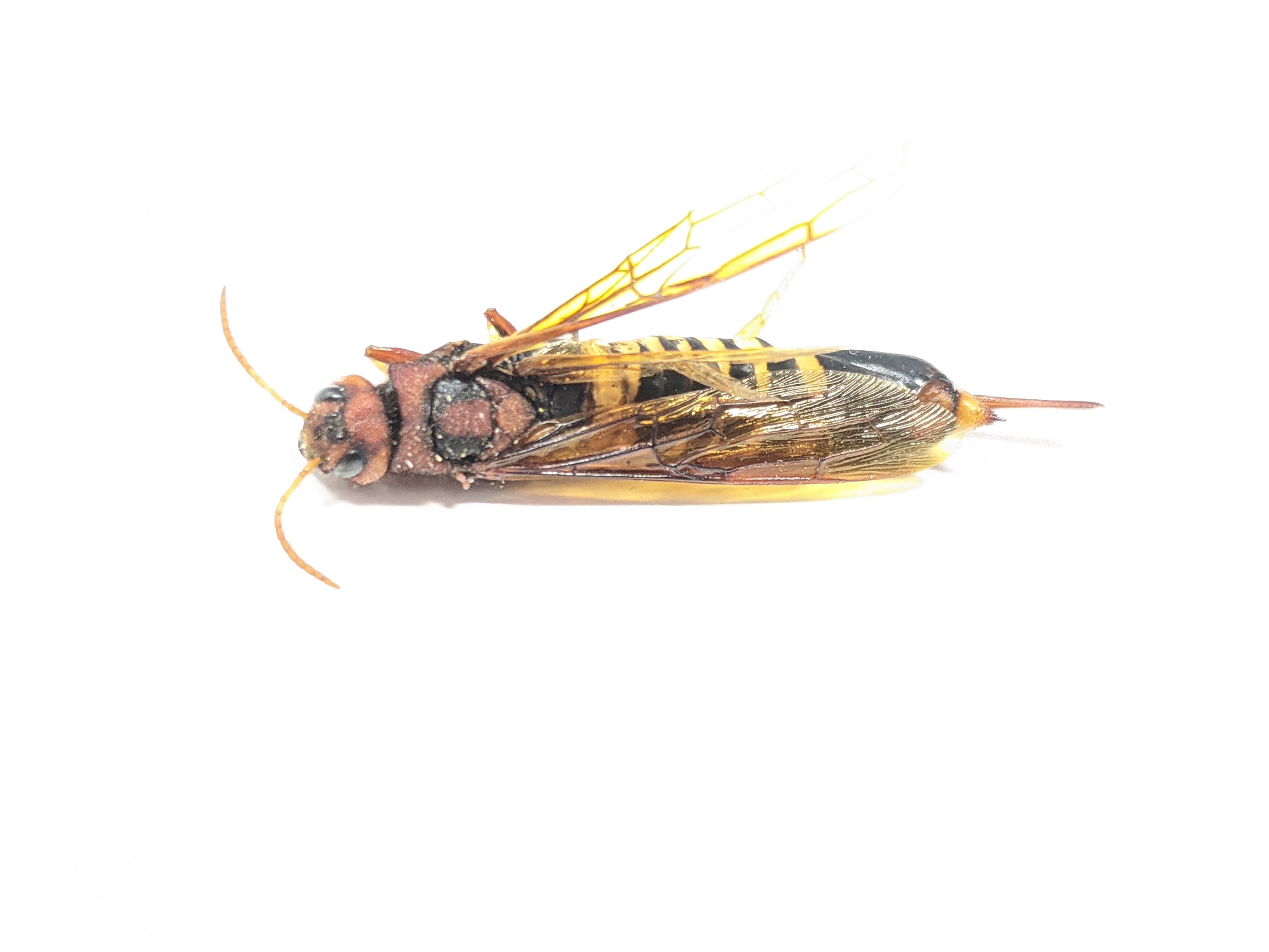 Wood wasp