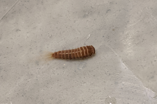 Larva of a carpet beetle