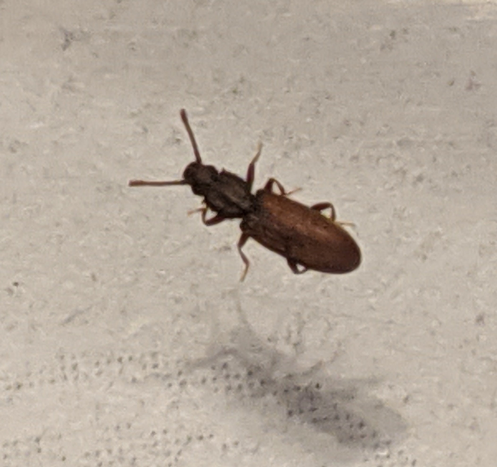 Grain beetle (Coleoptera: Silvanidae)