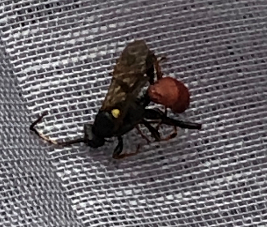 Ichneumon wasp