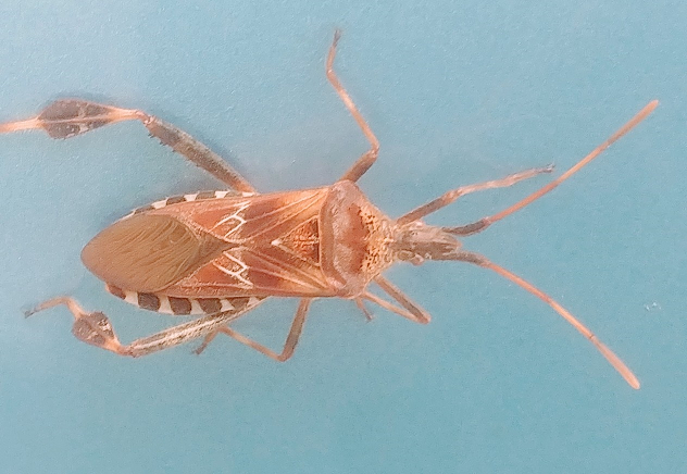 Western conifer seed bug
