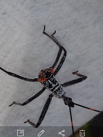 Nymph of a wheel bug