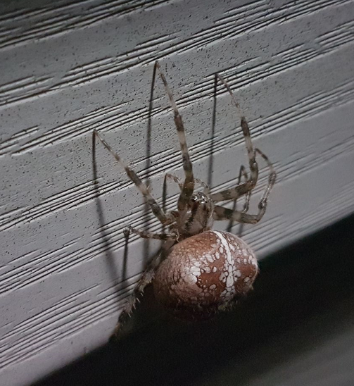 Female cross spider