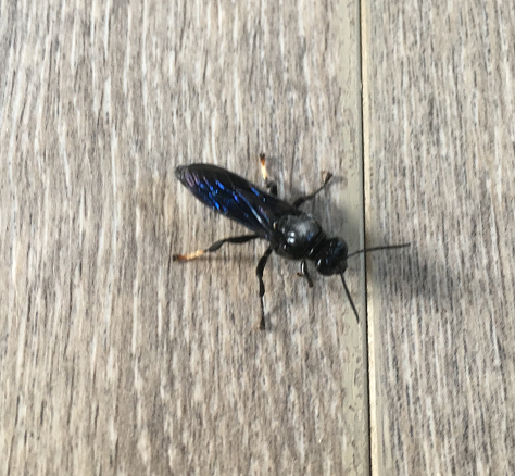 Organ-pipe mud dauber wasp