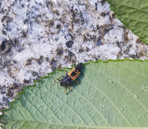 Larva of an Asian multi-coloured lady beetle