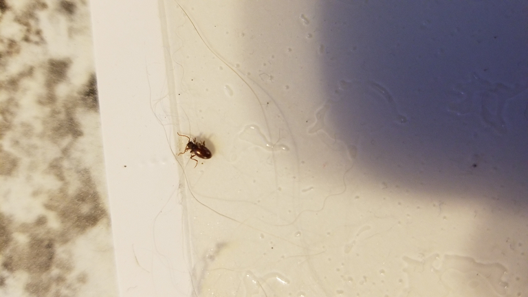 White-marked spider beetle