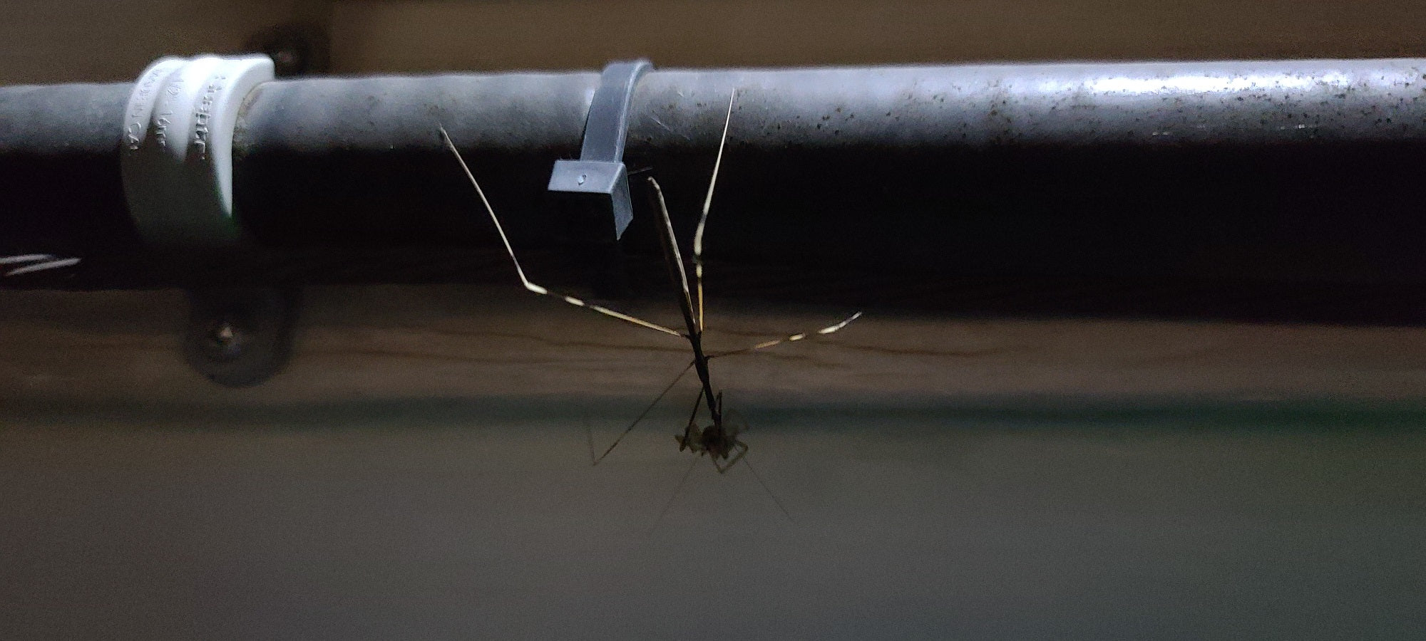 Assassin bug