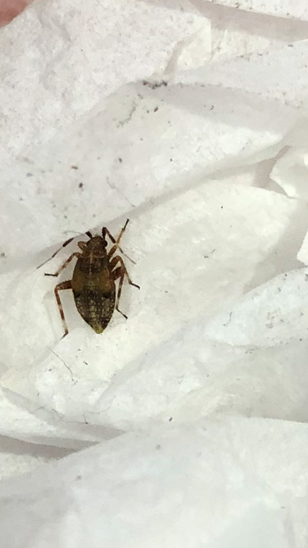 Nymph of a Plant Bug