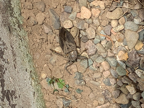 Giant water bug