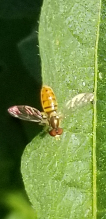 Hover/flower fly