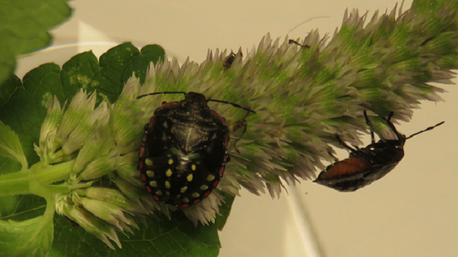 Nymphs of the southern green stink bug