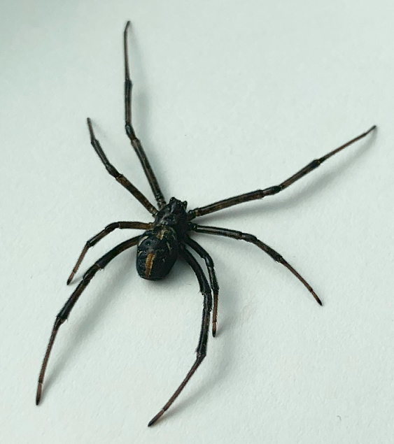 Black widow spider
