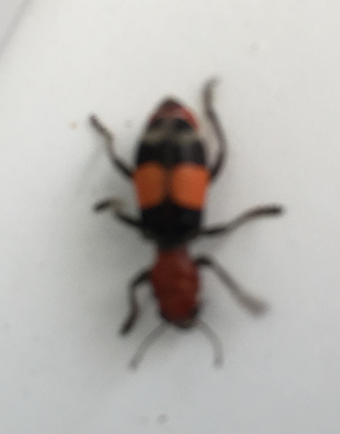 Checkered beetle