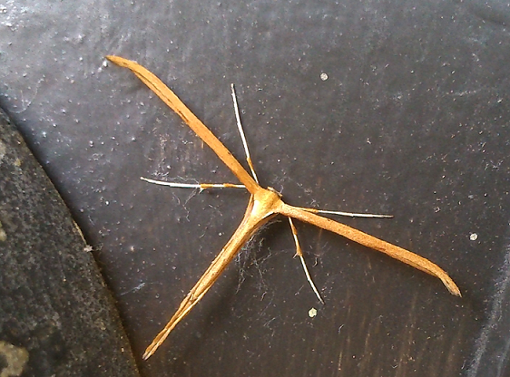 Plume moth