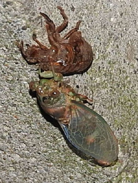 Dog-day/annual cicada