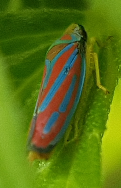 Leafhopper
