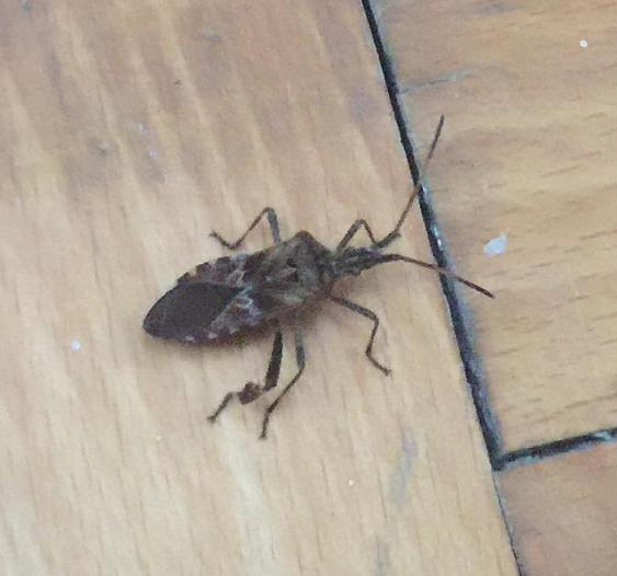 Western conifer seed  bug
