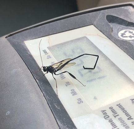 Female American pelecinid wasp