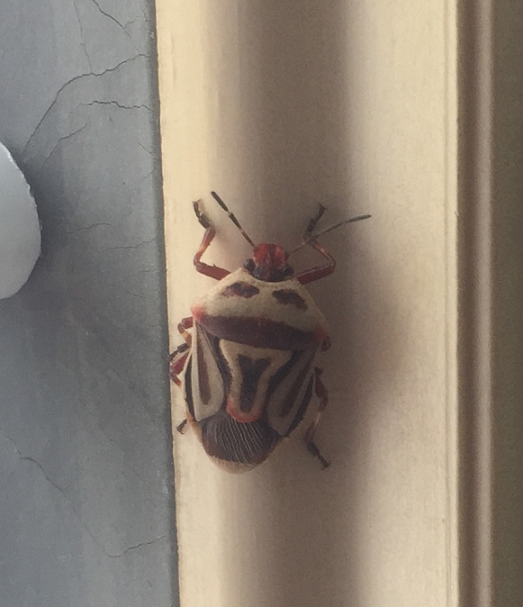 Two-spotted stink bug