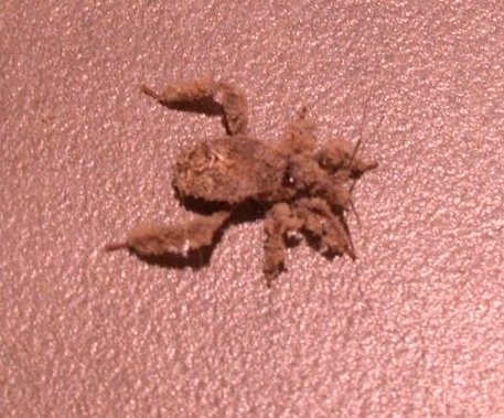 Nymph of the masked hunter