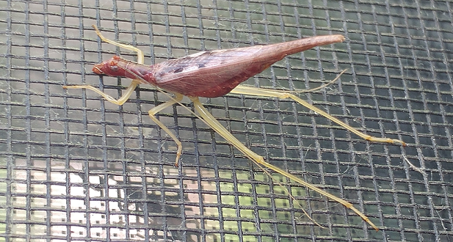 Female two-spotted tree cricket