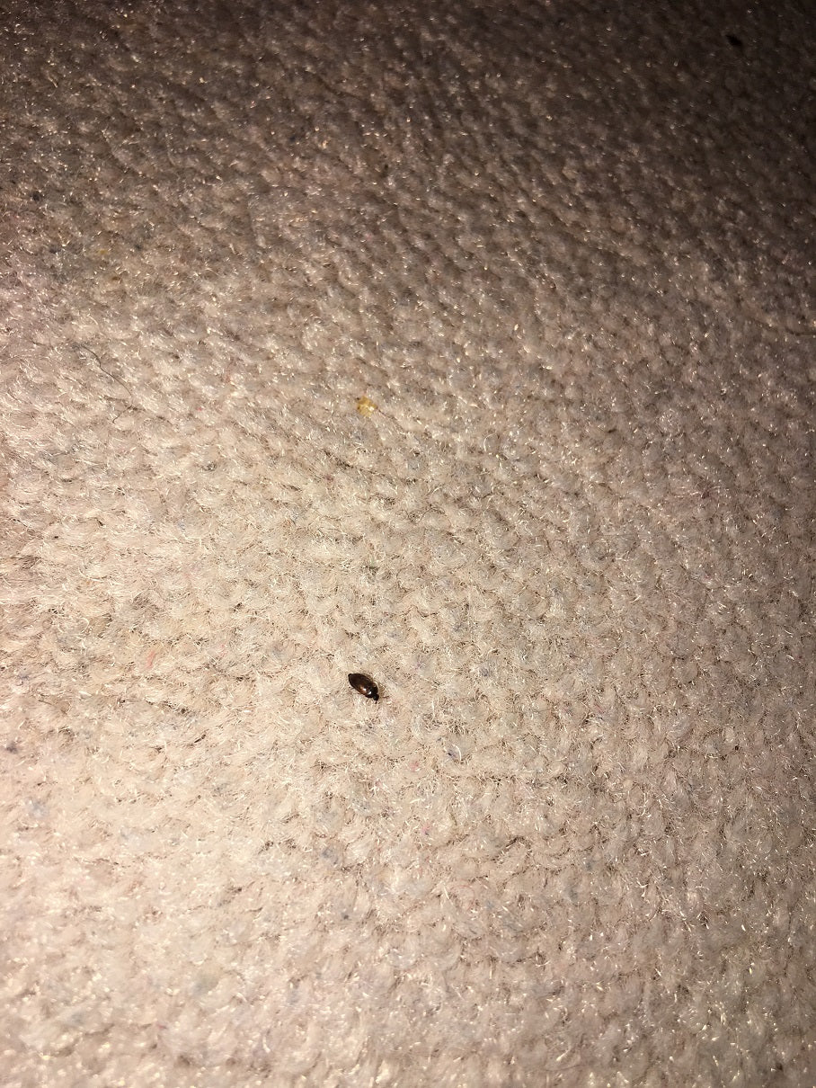 Carpet beetle