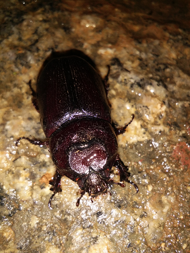 Scarab beetle