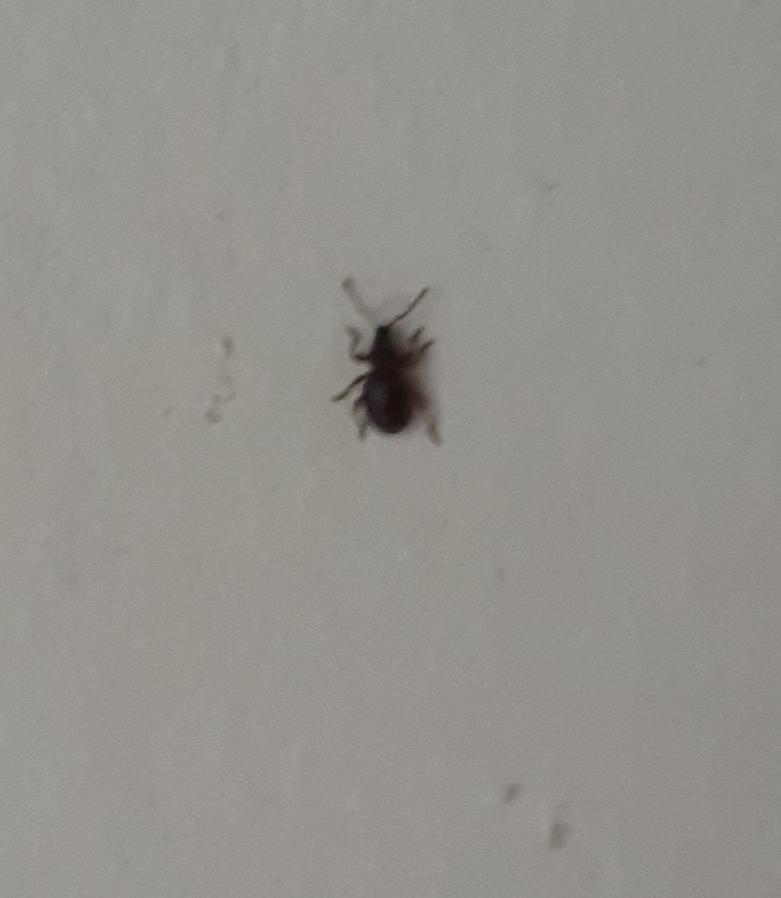 Broad-nosed/short-snouted weevil