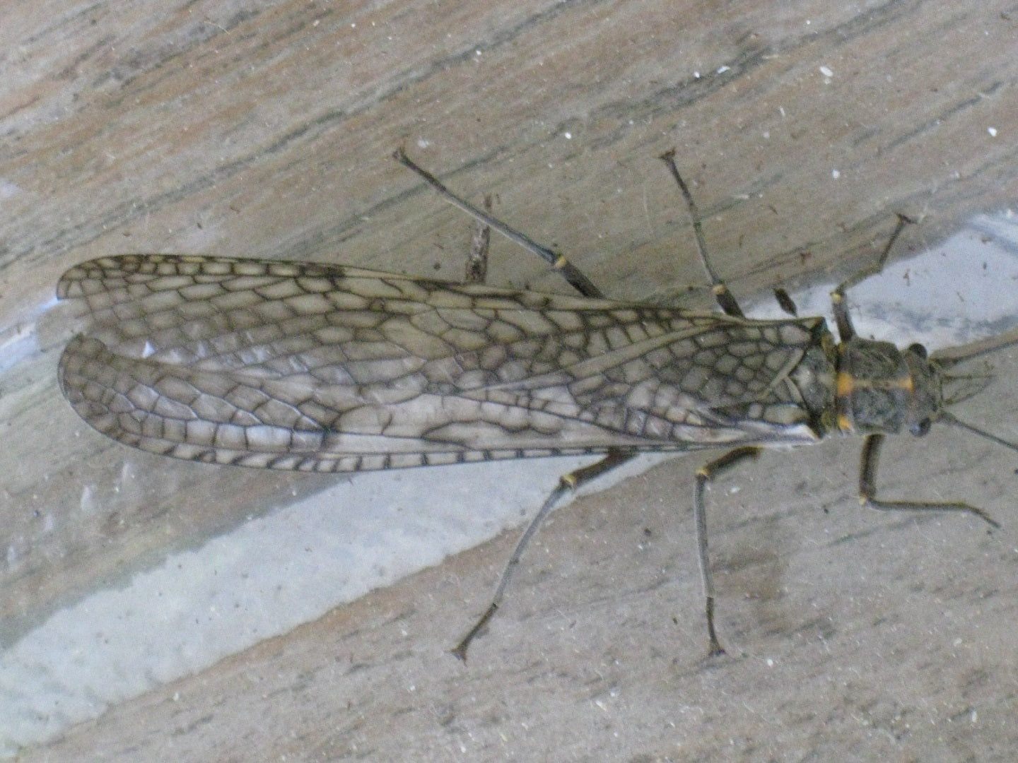 Giant stonefly