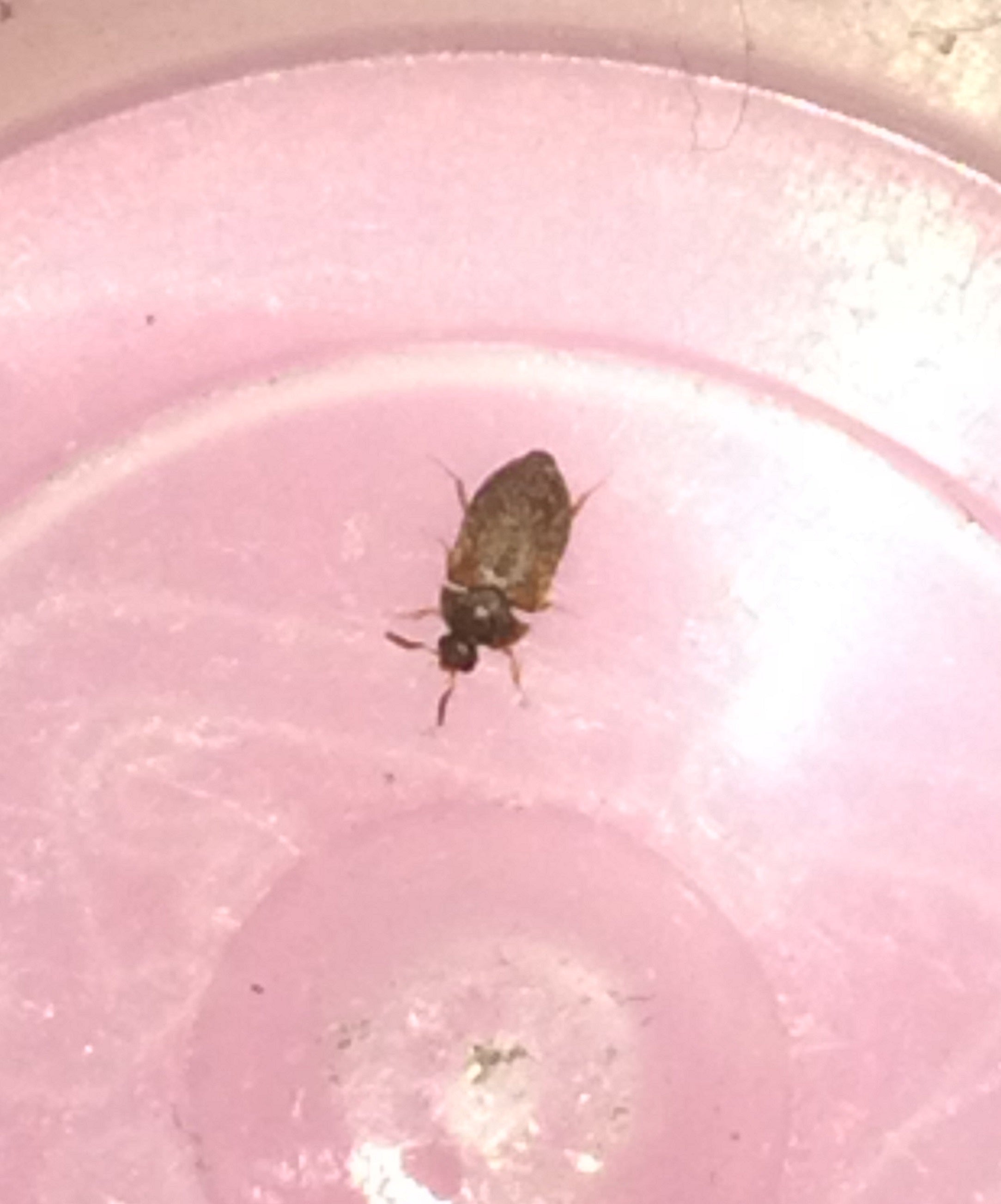 Beetle (Dermestidae)