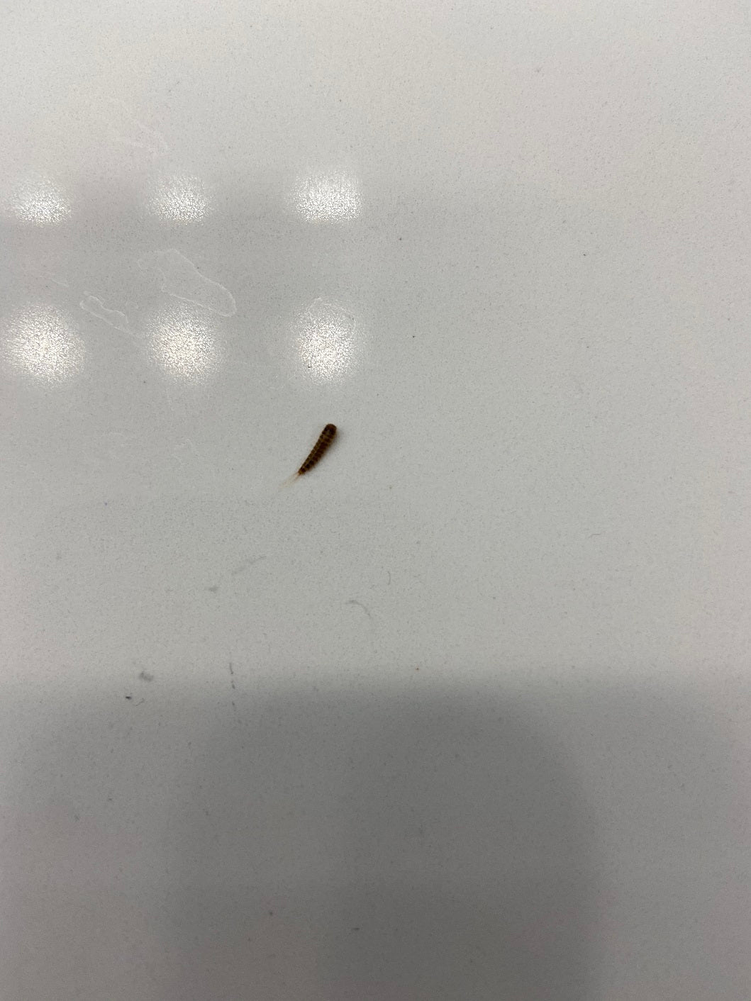 Larva of a carpet beetle