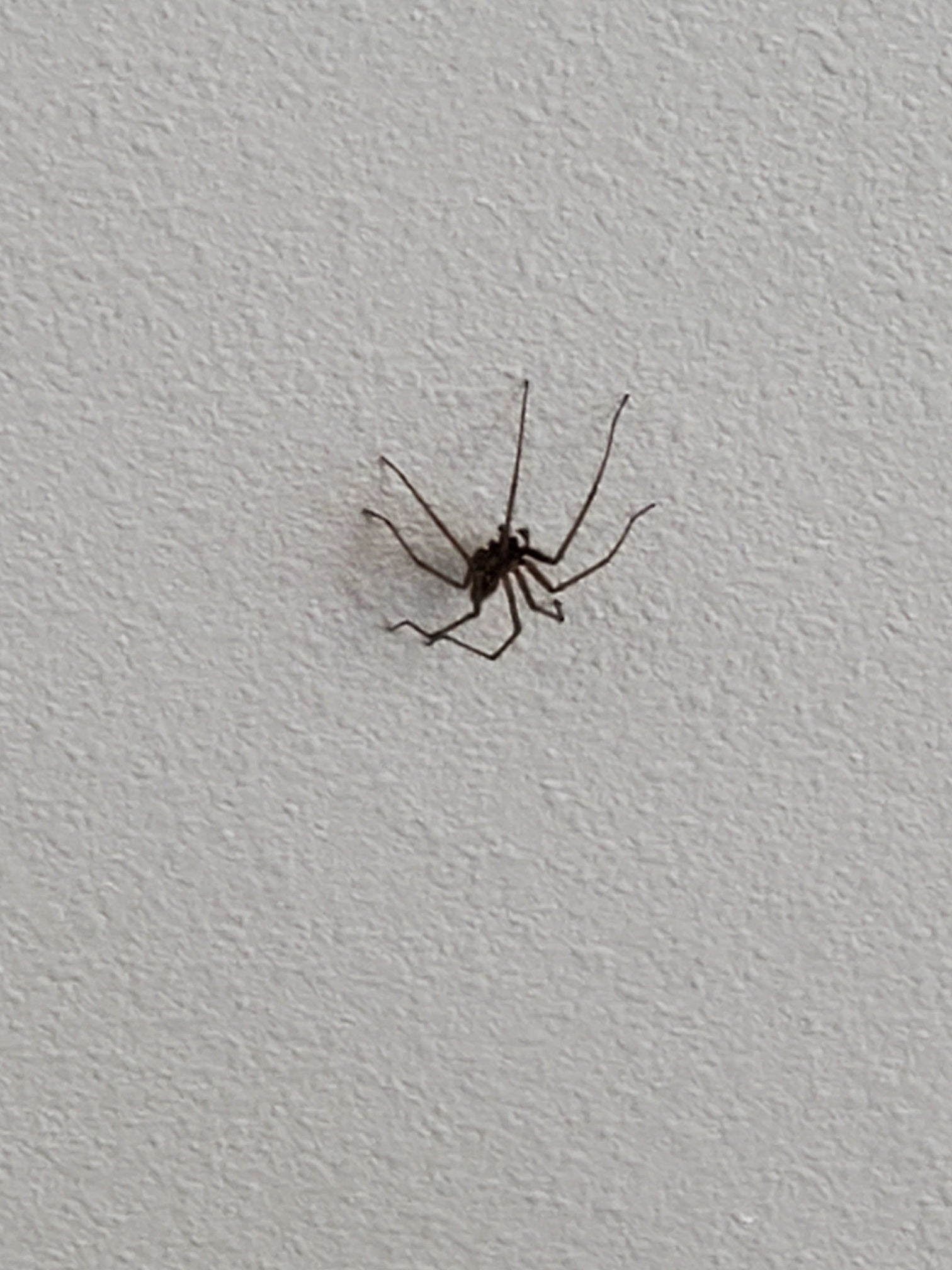 Funnel weaver spider